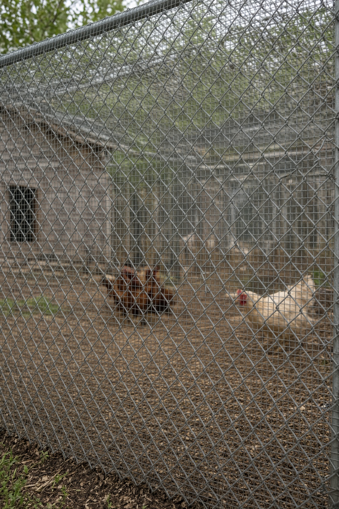 Hardware cloth tied over chain-link chicken run fence overlay
