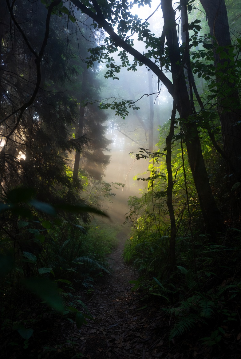 A misty forest path at dawn, leading into a foggy distance with soft lighting and serene atmosphere.